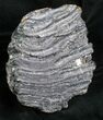 Partial Columbian Mammoth Molar - Venice, Florida #5794-3